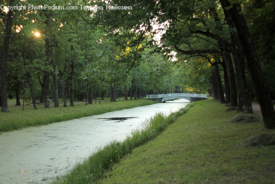 Path, Road, Walkway, Dirt Road, Gravel, Forest, Vegetation