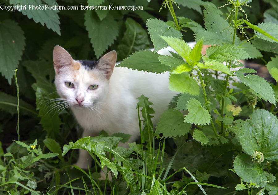 Animal, Cat, Kitten, Mammal, Pet, Herbal, Herbs