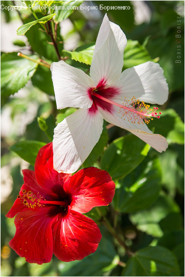 Blossom, Flora, Flower, Geranium, Plant, Hibiscus, Poppy