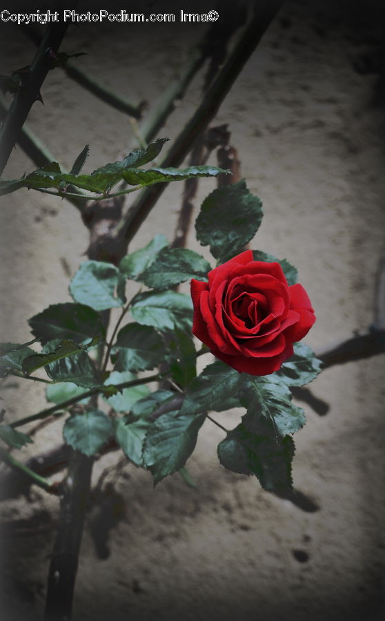 Blossom, Flower, Plant, Rose, Potted Plant, Flower Arrangement, Flower Bouquet