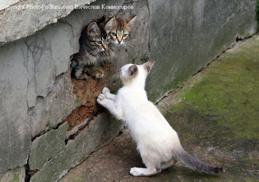 Animal, Mammal, Weasel, Cat, Pet, Siamese, Kitten