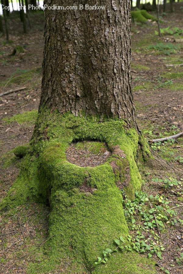 Tree Trunk, Conifer, Fir, Plant, Tree, Oak, Wood