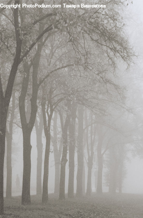 Plant, Tree, Fog, Landscape, Nature, Scenery, Forest