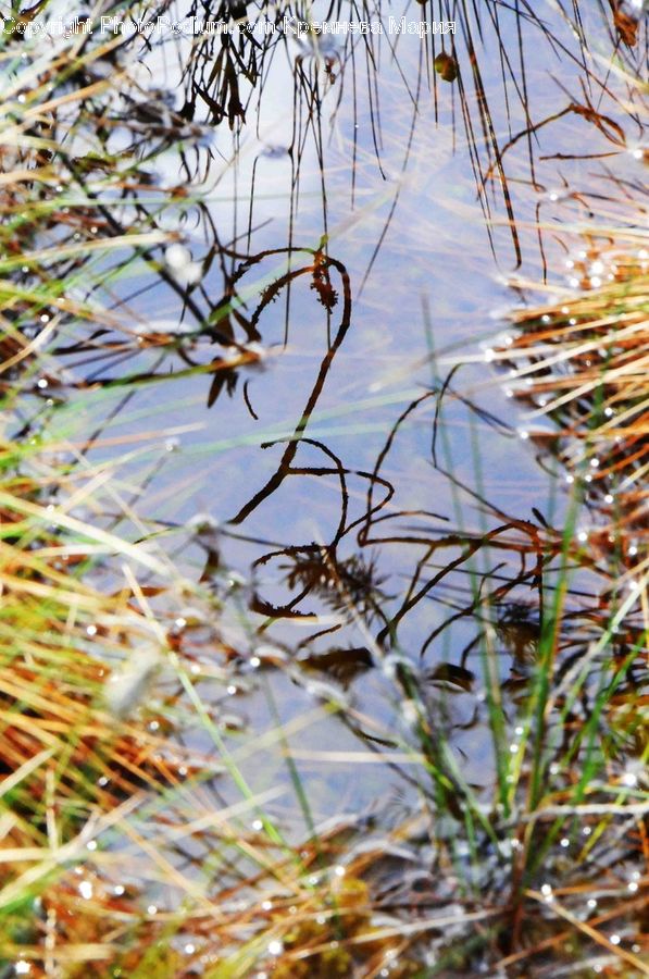 Land, Marsh, Pond, Swamp, Water, Grass, Plant