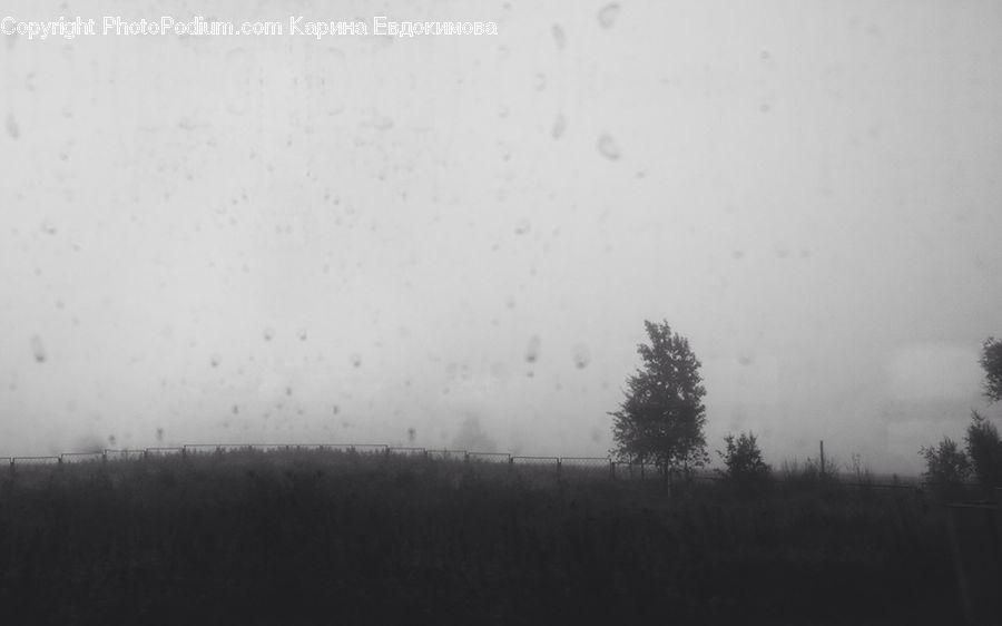 Silhouette, Fog, Forest, Vegetation, Plant, Tree