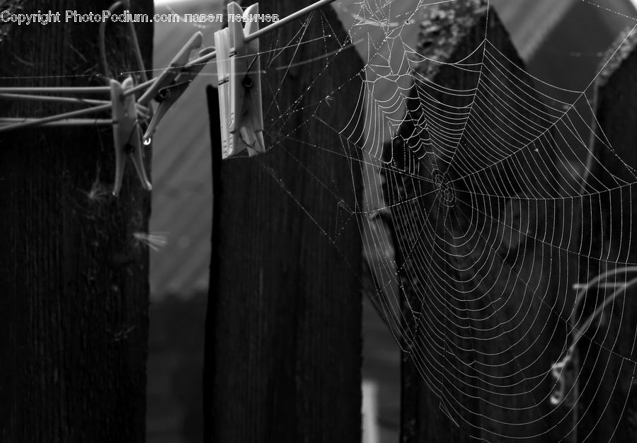 Arachnid, Argiope, Garden Spider, Insect, Spider