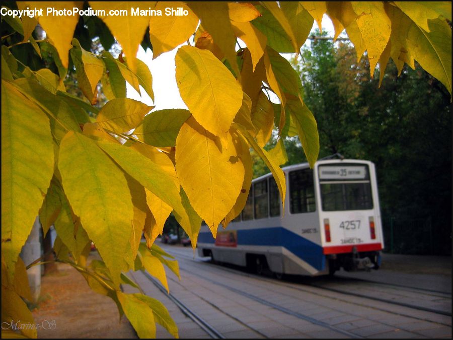 Maple, Maple Leaf, Plant, Asphalt, Tarmac, Leaf, Tree