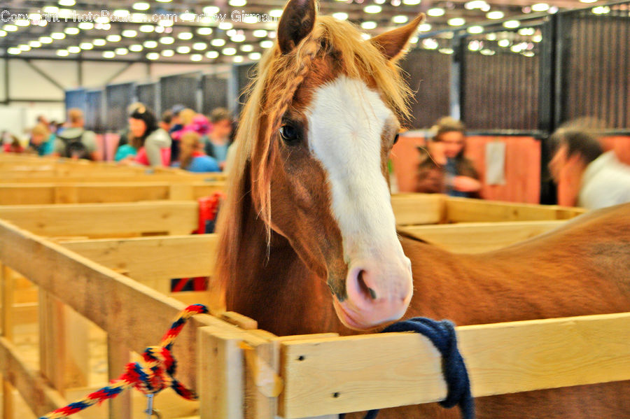 Animal, Horse, Mammal, Colt Horse, Foal, Adorable, Plywood