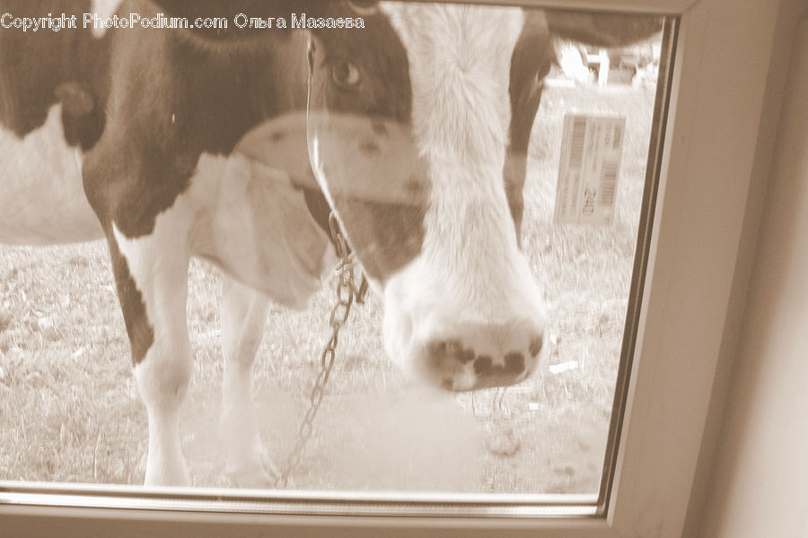 Animal, Cattle, Cow, Dairy Cow, Mammal