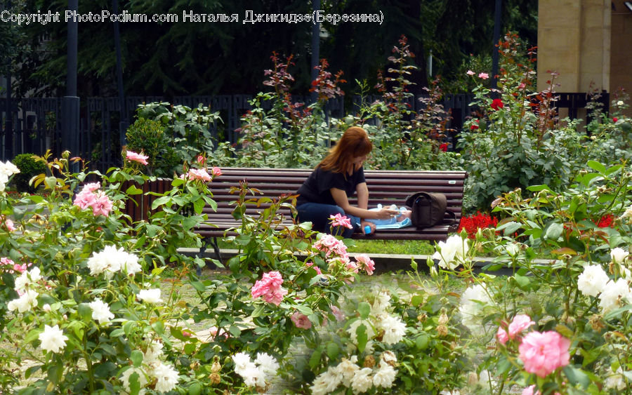 People, Person, Human, Garden, Gardening, Blossom, Flower