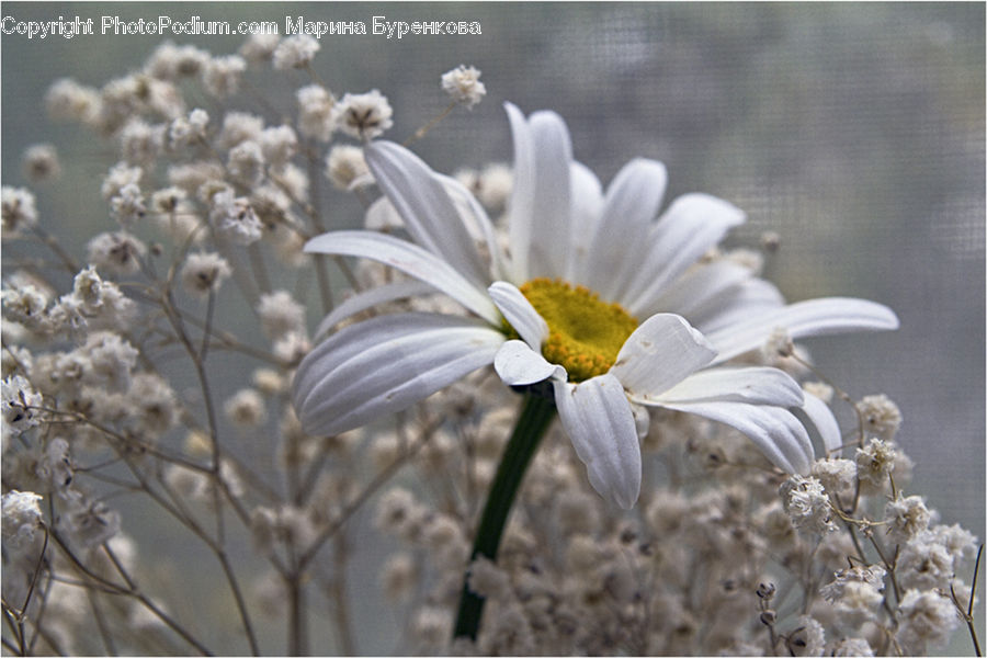 Daisies, Daisy, Flower, Plant, Blossom, Flora, Petal