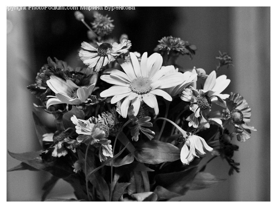 Plant, Potted Plant, Daisies, Daisy, Flower, Blossom, Flora