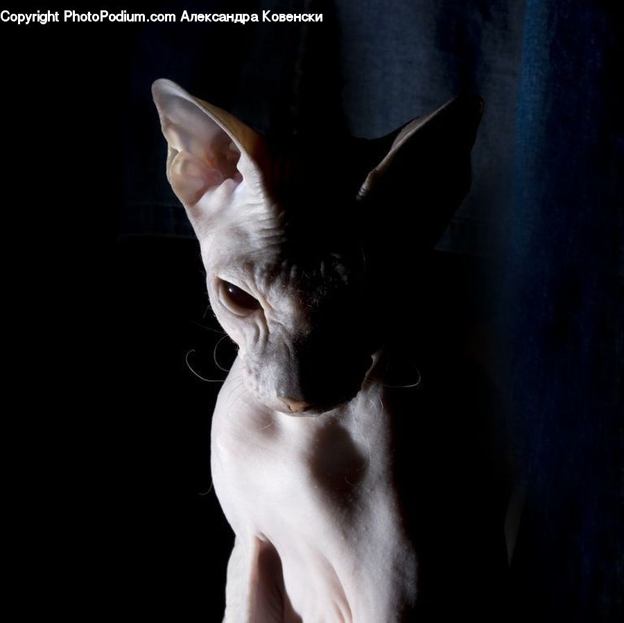 Face, Abyssinian, Animal, Cat, Mammal, Pet