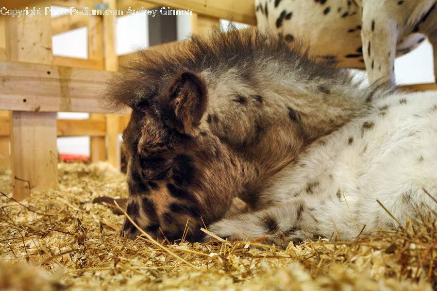 Animal, Boar, Hog, Mammal, Pig, Leopard, Snow Leopard