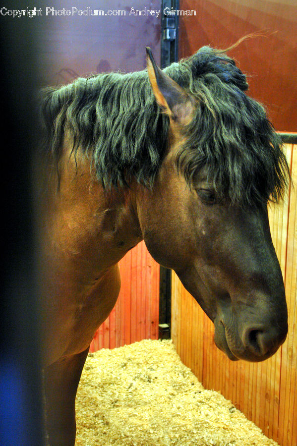Animal, Colt Horse, Horse, Mammal, Stallion, Foal, Angus