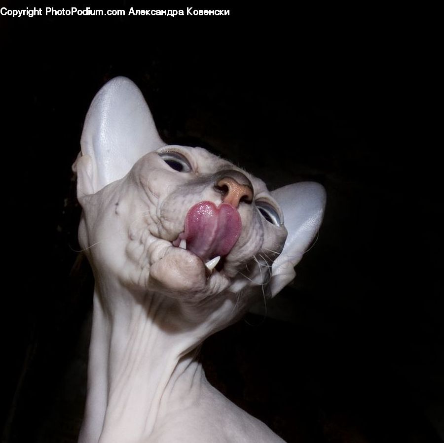 Animal, Boxer, Bulldog, Canine, Dog, Mammal, Pet