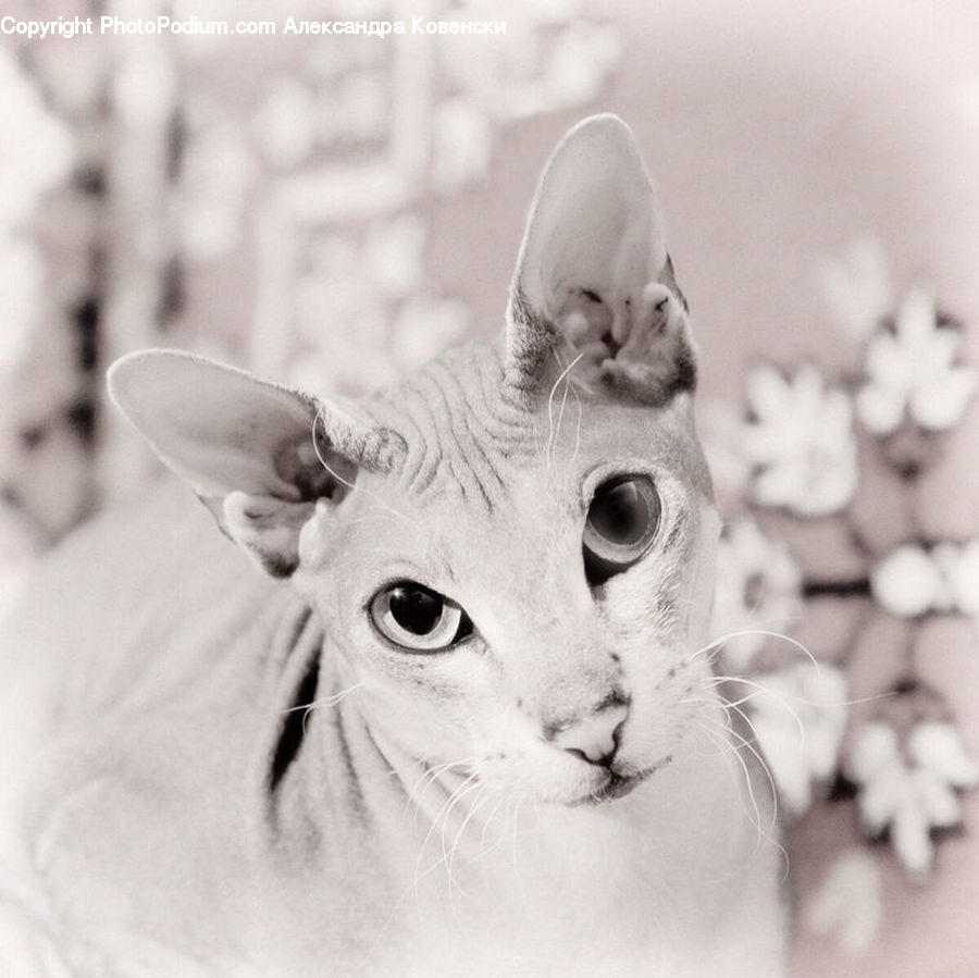 Animal, Cat, Pet, Siamese, Abyssinian, Mammal, Person