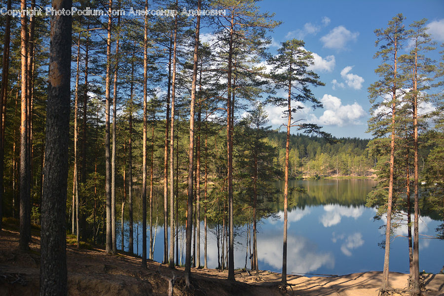 Forest, Vegetation, Birch, Tree, Wood, Conifer, Fir