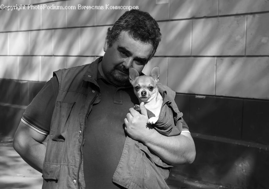 Human, People, Person, Animal, Canine, Chihuahua, Dog