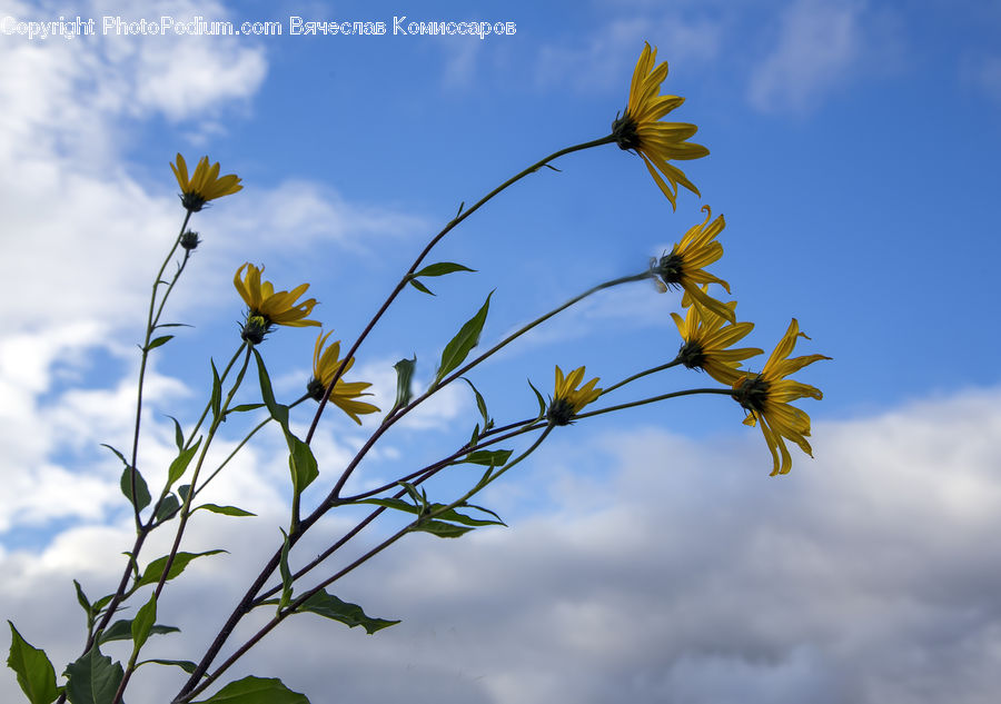 Blossom, Flora, Flower, Plant, Sunflower, Asteraceae, Daisies