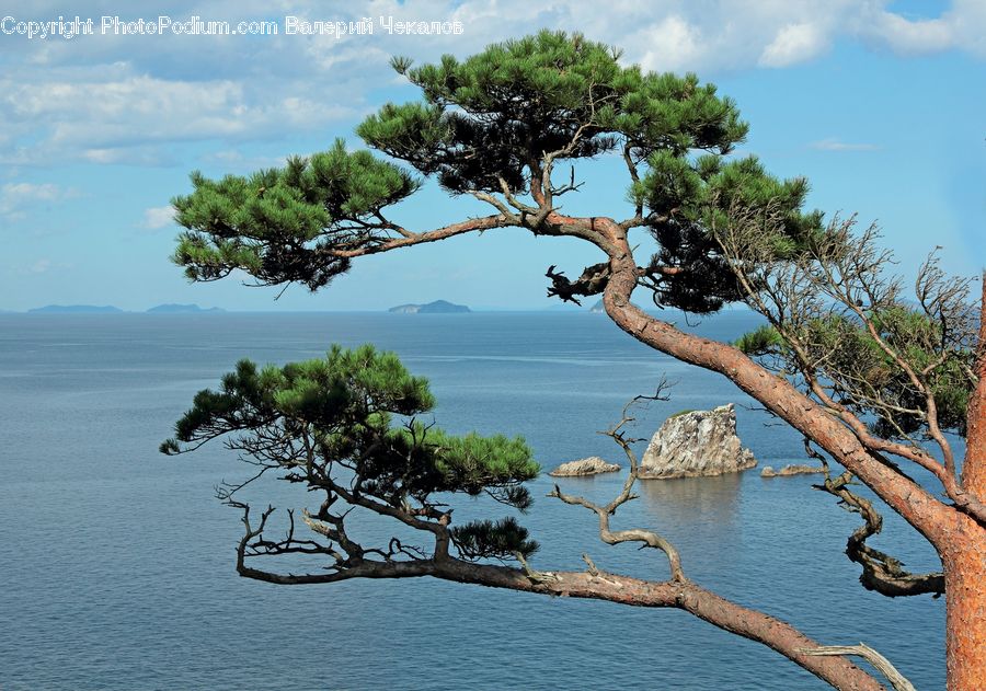 Conifer, Fir, Pine, Plant, Spruce, Tree, Bonsai