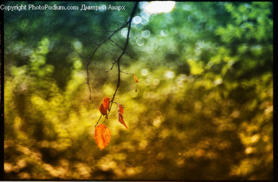 Plant, Vine, Maple, Maple Leaf, Tree, Wood, Leaf