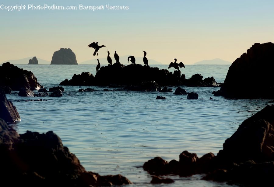 Bird, Cormorant, Waterfowl, Coast, Outdoors, Sea, Water