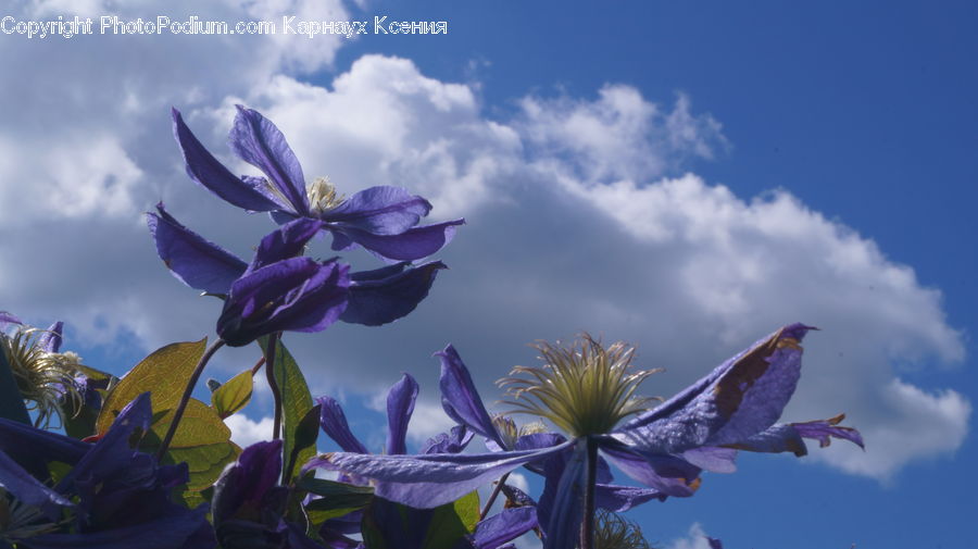 Flora, Flower, Iris, Plant, Gladiolus, Agapanthus, Blossom