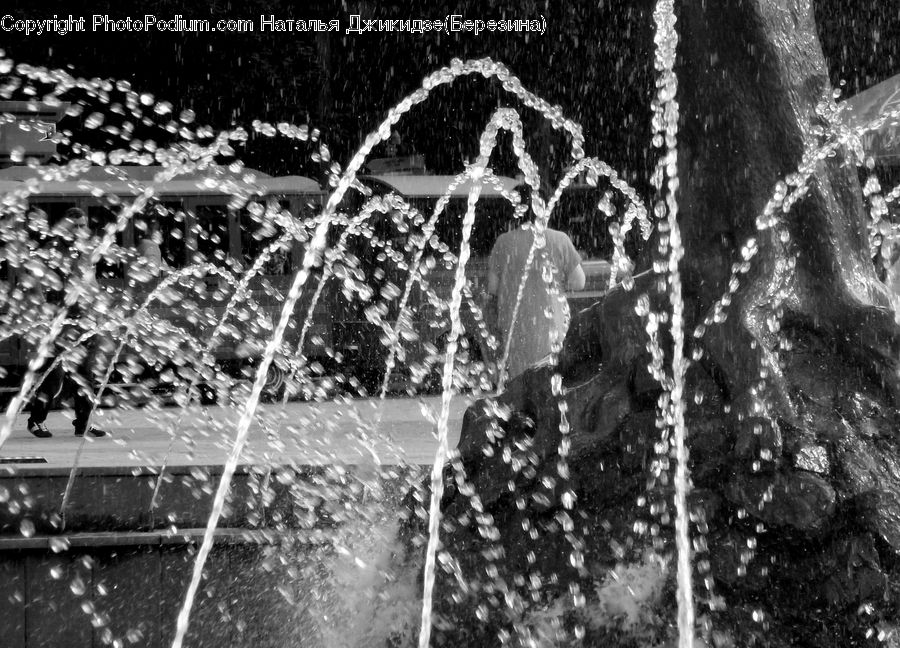 Water, Blossom, Flora, Flower, Plant, Tree, Fir
