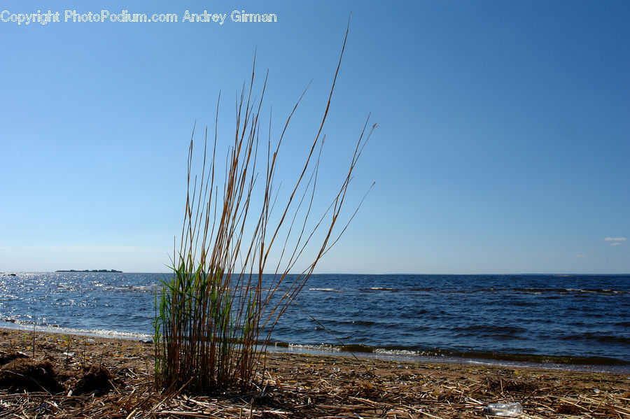Beach, Coast, Outdoors, Sea, Water, Field, Grass