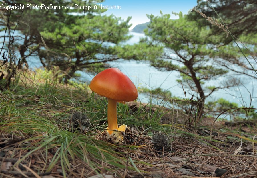 Agaric, Amanita, Fungus, Mushroom, Plant, Birch, Tree