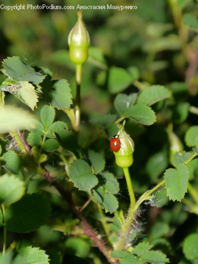 Plant, Produce, Vegetable, Blossom, Flora, Flower, Aphid