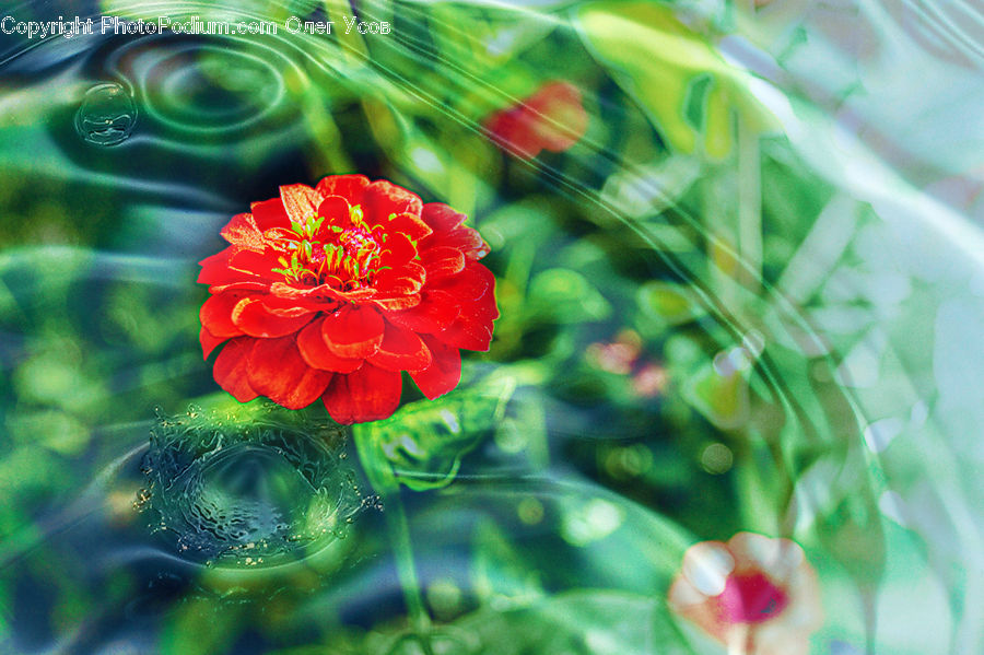 Water, Blossom, Flora, Flower, Geranium, Plant, Dahlia