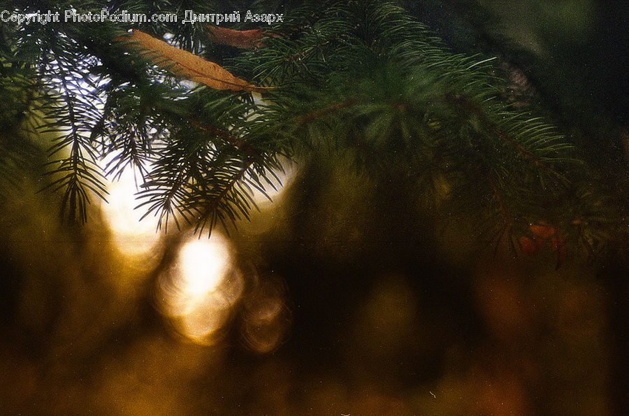 Conifer, Fir, Plant, Tree, Palm Tree, Nebula, Outer Space