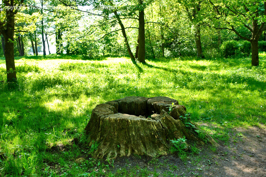 Tree Stump, Rock, Forest, Vegetation, Moss, Plant