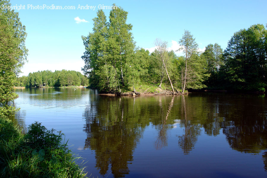 Outdoors, Pond, Water, Forest, Vegetation, Conifer, Fir