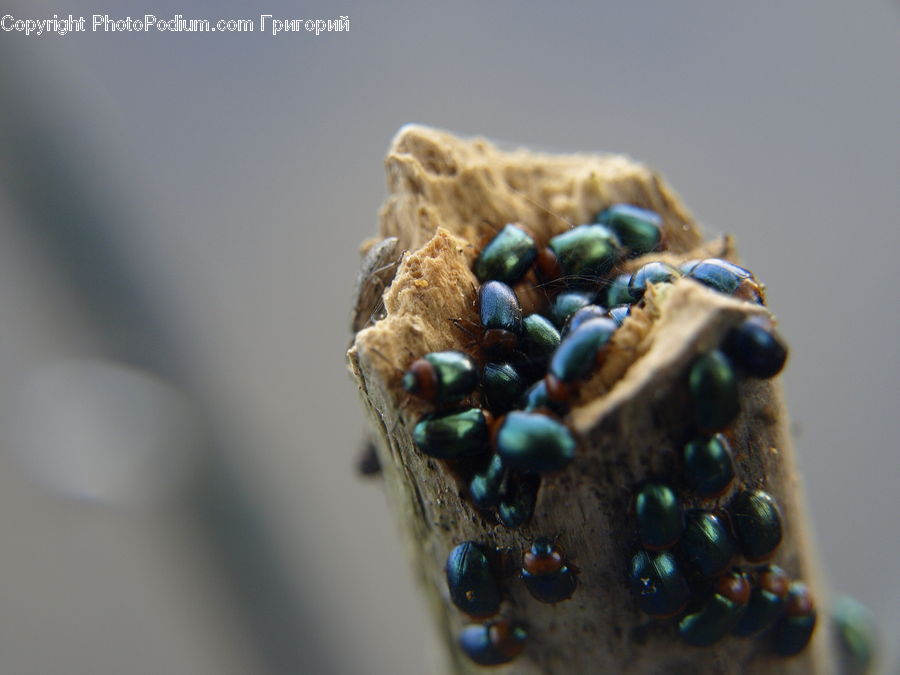 Bean, Produce, Vegetable, Accessories, Bead, Prayer Beads, Ant