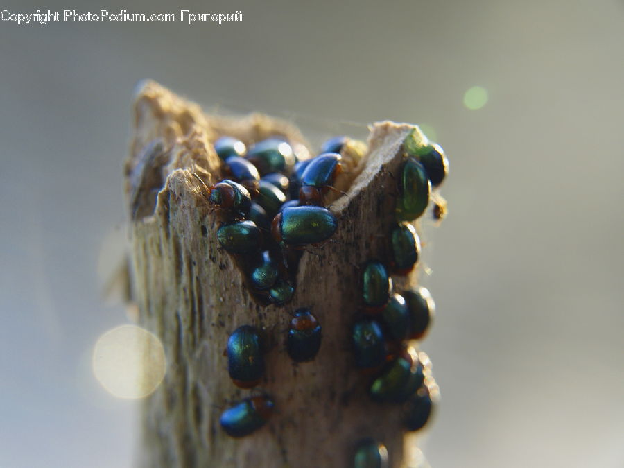 Dung Beetle, Insect, Invertebrate, Accessories, Bead, Prayer Beads, Ball