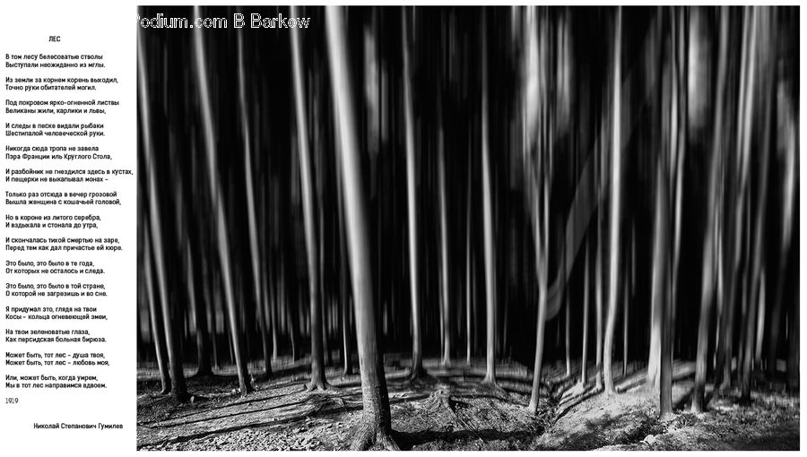 Photo Booth, Brochure, Flyer, Paper, Poster, Forest, Vegetation