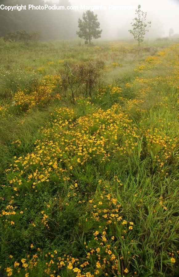 Fog, Mist, Outdoors, Field, Grass, Grassland, Land