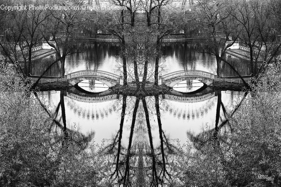 Bench, Plant, Tree, Oak, Wood, Water, Forest