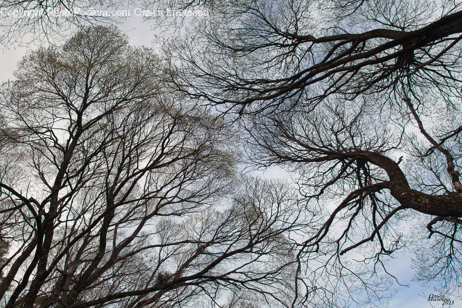 Plant, Tree, Willow, Oak, Wood, Forest, Vegetation