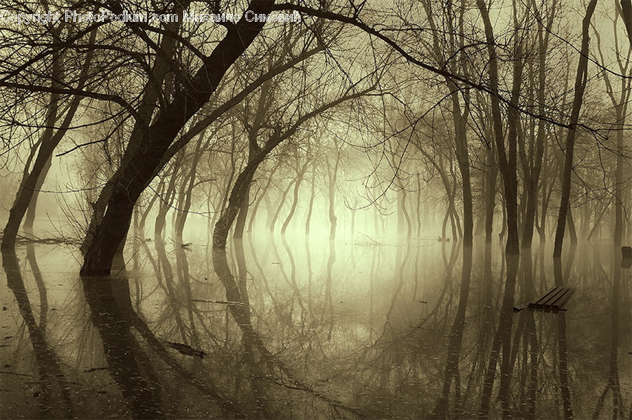 Wood, Plant, Tree, Willow, Forest, Vegetation, Grove