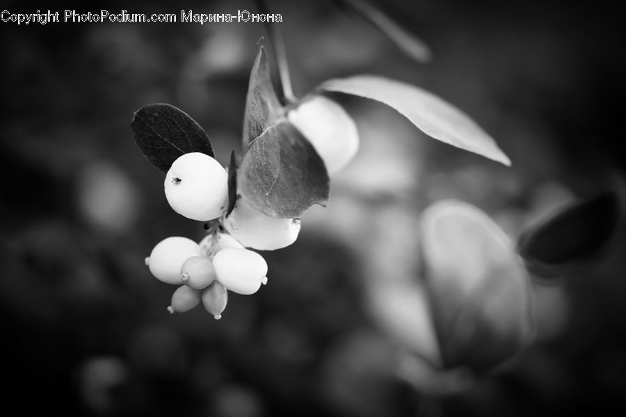 Blueberry, Fruit, Blossom, Flora, Flower, Plant, Petal