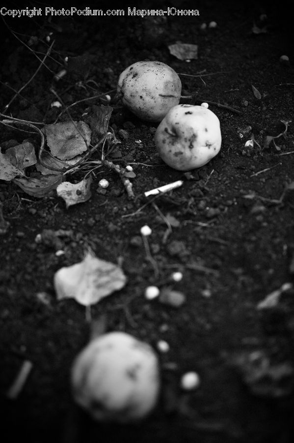 People, Person, Human, Potato, Produce, Vegetable, Apple