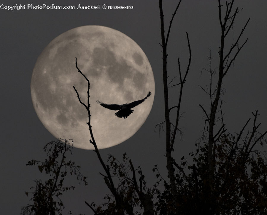 Astronomy, Full Moon, Night, Silhouette, Moon, Outdoors, Space