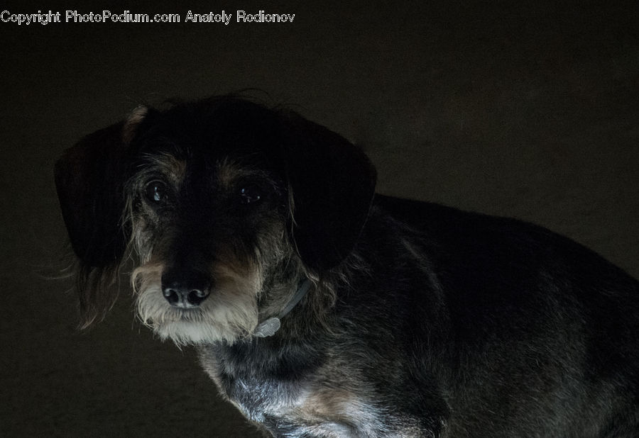 Animal, Canine, Dog, Mammal, Pet, Terrier, Adorable
