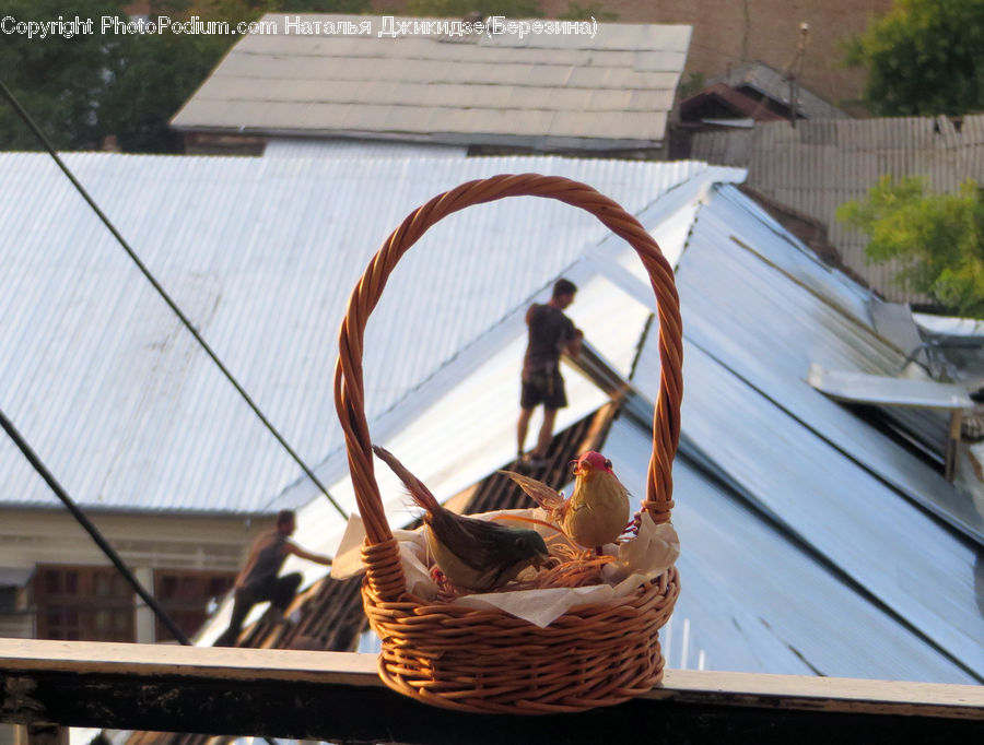 Plant, Potted Plant, People, Person, Human, Basket, Bench