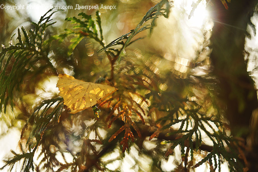 Conifer, Fir, Plant, Tree, Flare, Light, Sunlight