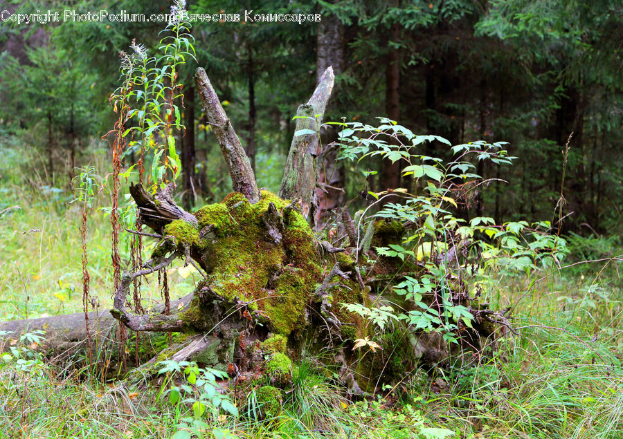 Forest, Jungle, Rainforest, Vegetation, Grove, Land, Moss